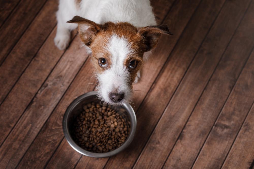 Hund mit vollem Futternapf