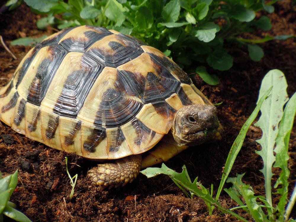 auch schildkröten entlaufen oft