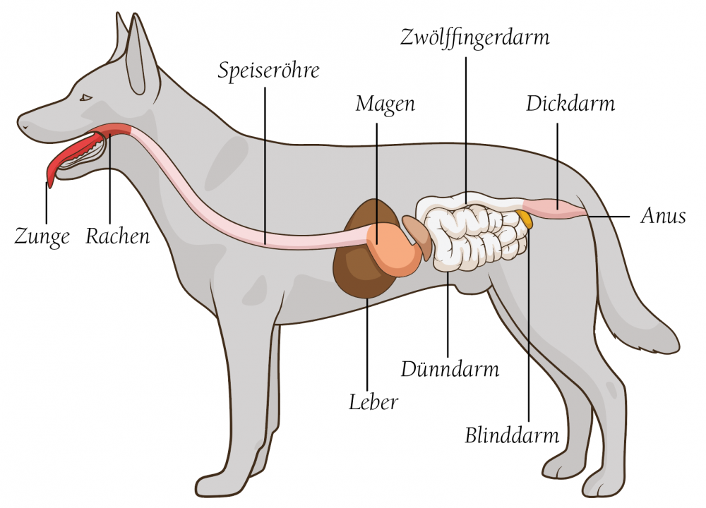 der verdauungstrakt des hundes