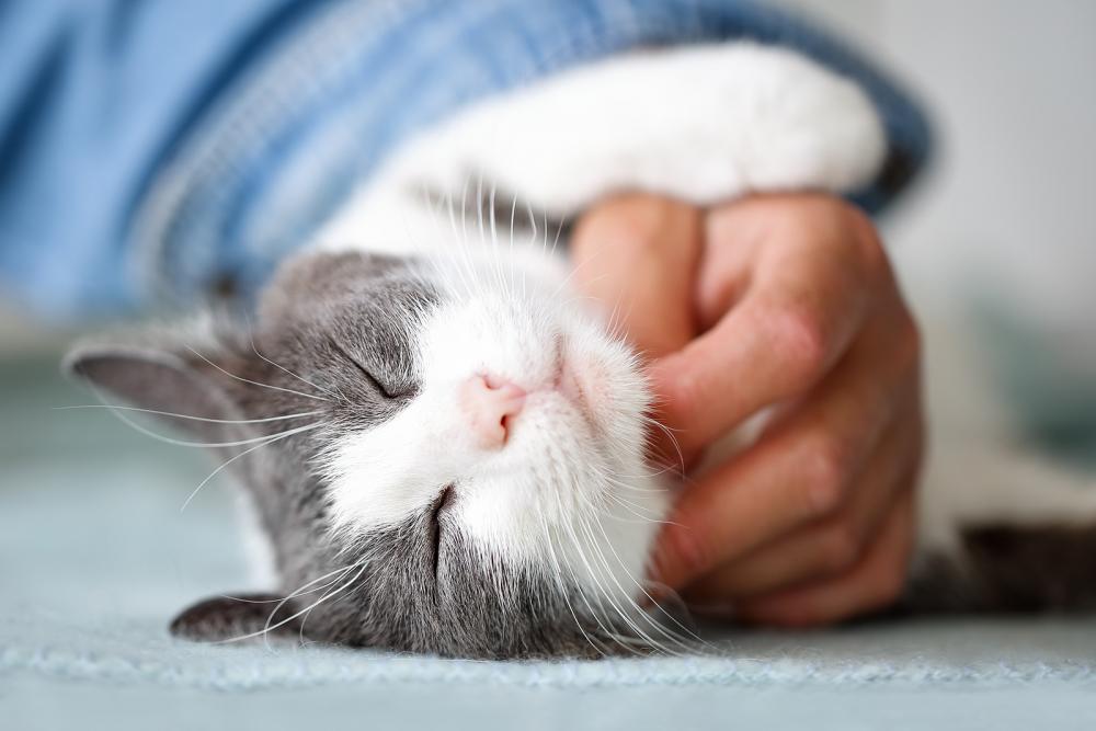 Wie man Katzen richtig streichelt Petfinder Tiervermittlung Wie man Katzen richtig streichelt Petfinder Tiervermittlung