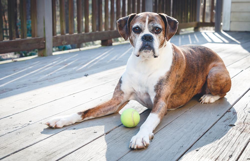 alter-boxerhund demenz bei älteren hunden erkennen