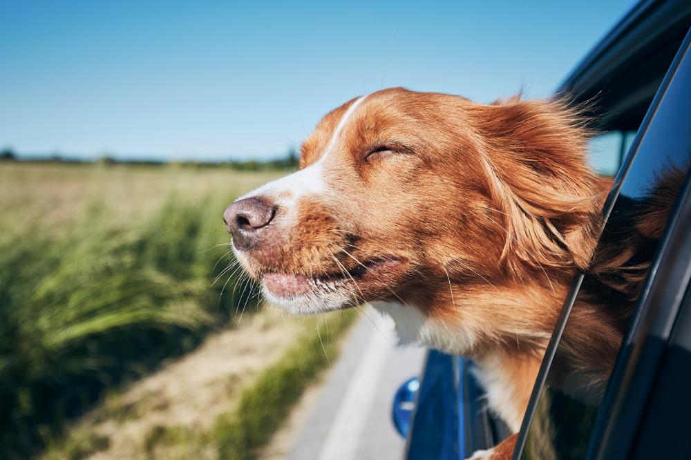 Hunde Auto Fußmatten / Hunde Auto Matten / Hunde vorne Auto