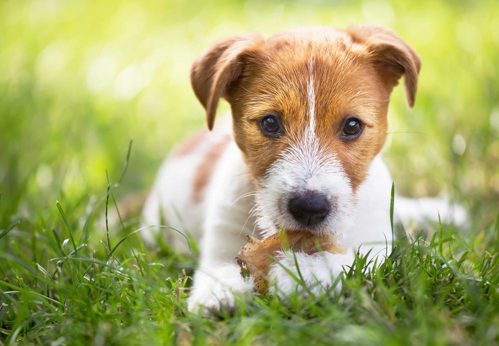 Kauen ist wichtig für einen Hund kauen ist eine wichtige Beschäftigung eines hundes