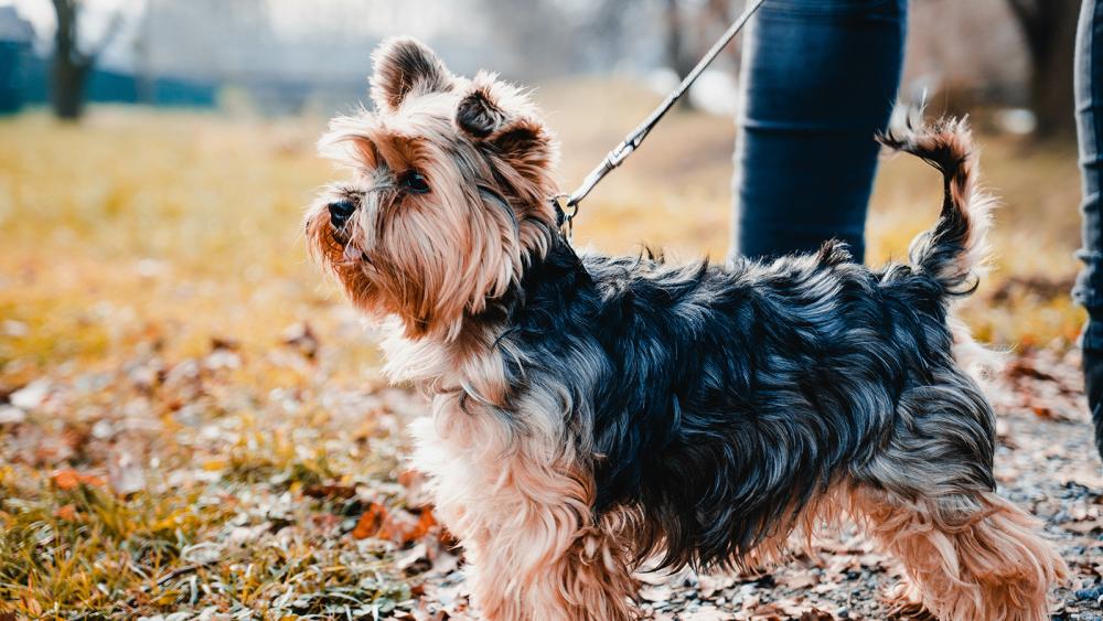 Störungen, Rassenprädispositionen und Krankheiten in der Wachstumsphase bei Hunden und Katzen