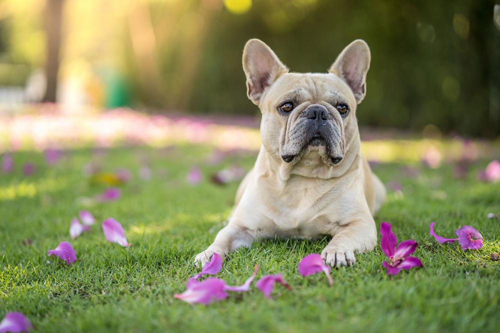 bulldogge bulldogge