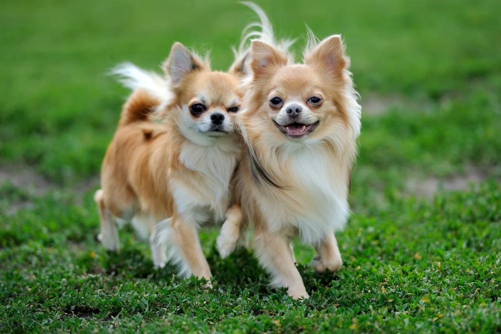 langhaar-chihuahua langhaar chihuahua