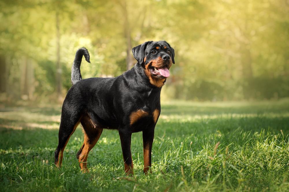 rottweiler rottweiler