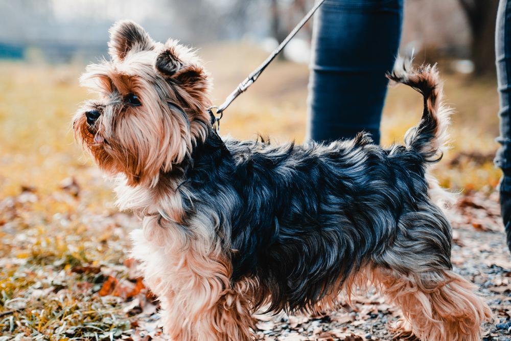 yorkshire-terrier_300703084.jpg yorkshire terrier