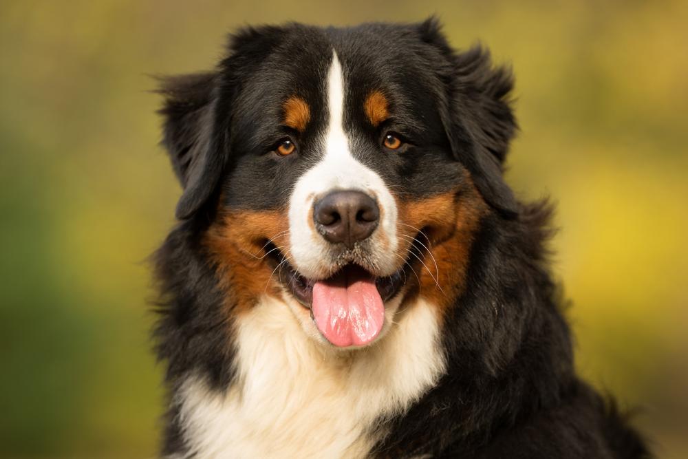 berner_sennenhund berner sennenhund