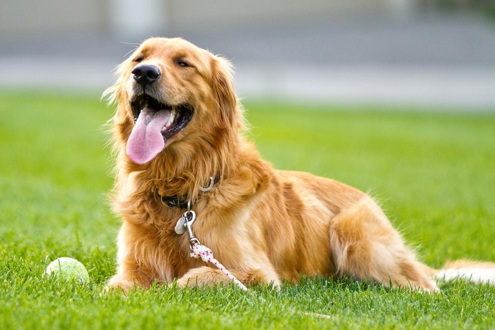golden-retriever golden retriever