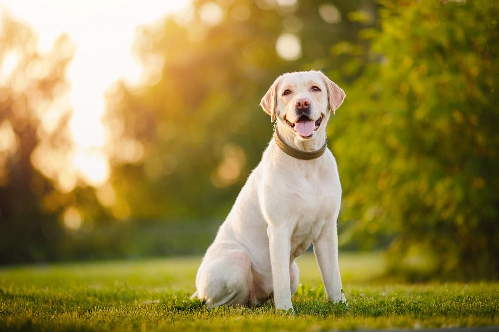 labrador labrador retriever