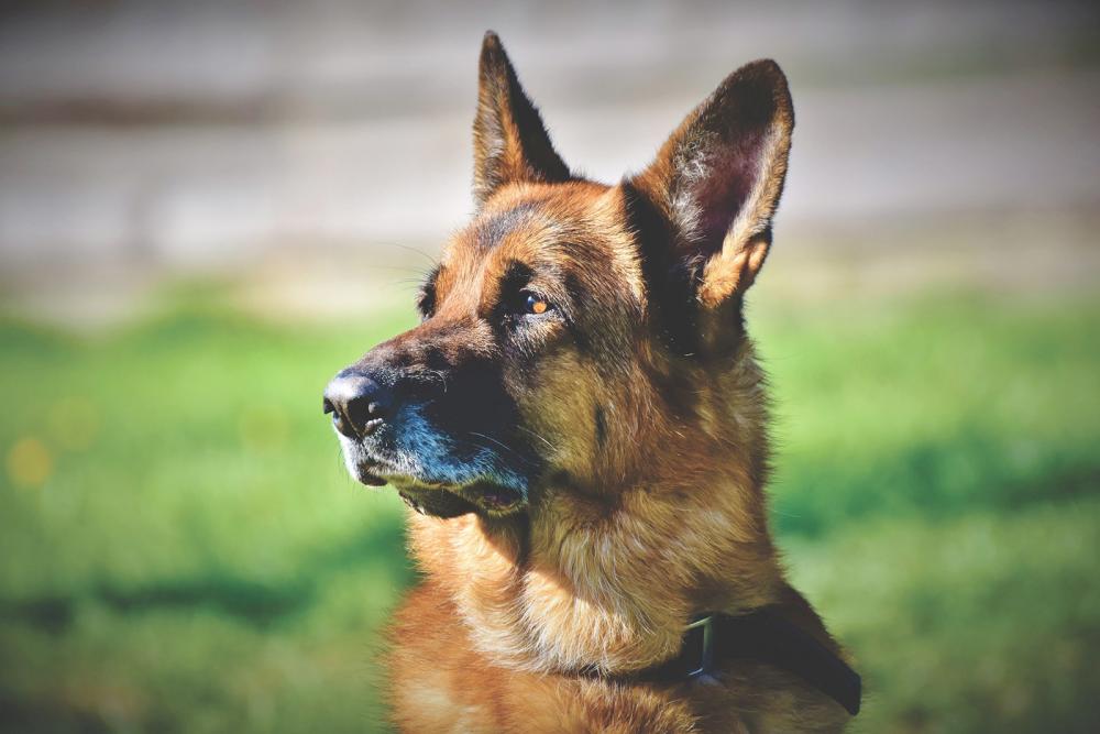 schaeferhund deutscher schäferhund
