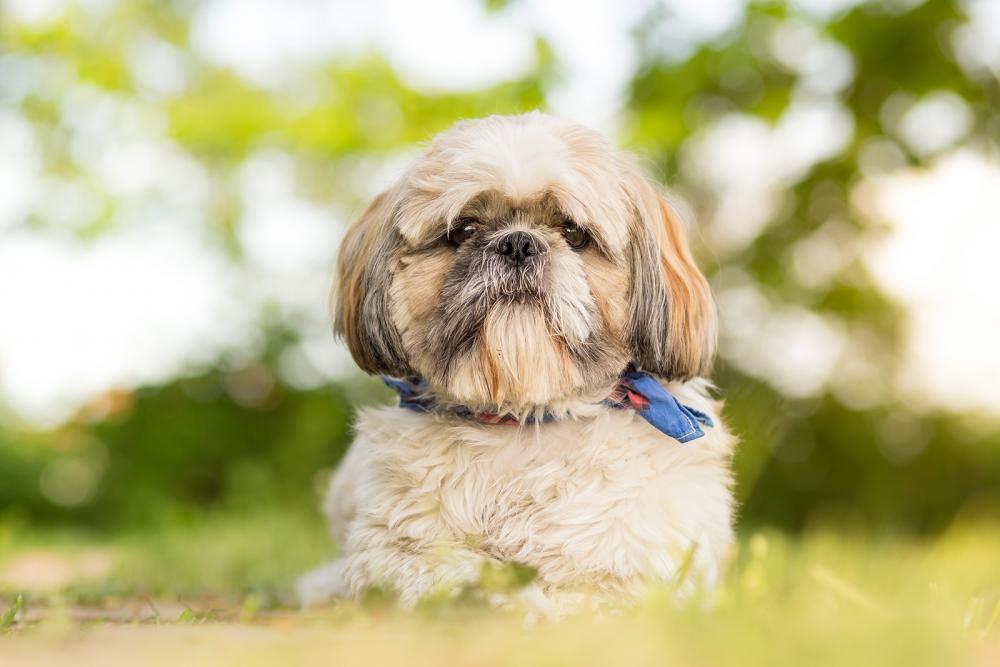 shih-tzu Shih Tzu