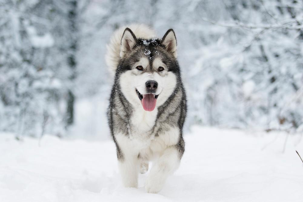 sibirian_husky sibirian husky