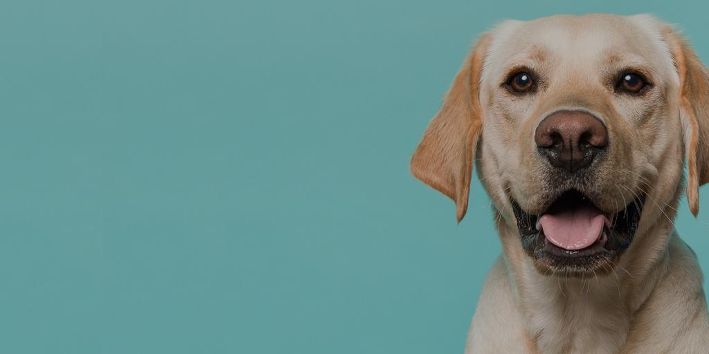 hundeinserate petfinder